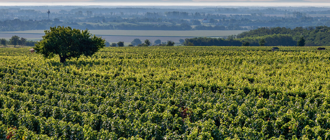 Blaufränkischland Lutzmannsburg